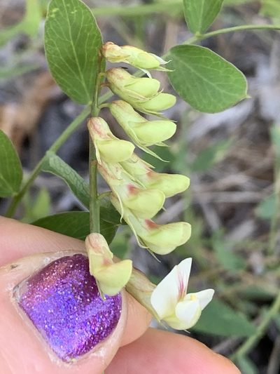 Lathyrus delnorticus, photographed by Kate Manning