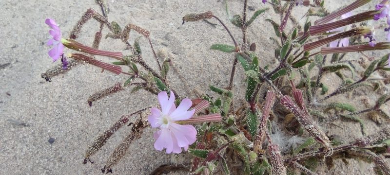 Silene cambessedesii, photographed by Santiago Martín-Bravo