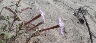 Silene cambessedesii, photographed by Santiago Martín-Bravo