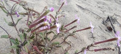 Silene cambessedesii, photographed by Santiago Martín-Bravo