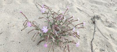 Silene cambessedesii, photographed by Santiago Martín-Bravo