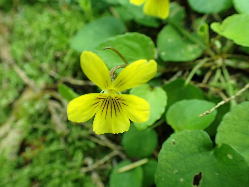 Viola sempervirens, photographed by James H. Thomas