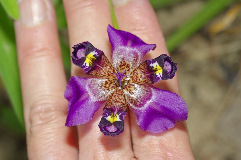 Alophia drummondii, photographed by Michelle W. （鍾偉瑋）