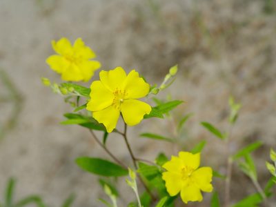 Crocanthemum georgianum, photographed by Michelle W. （鍾偉瑋）
