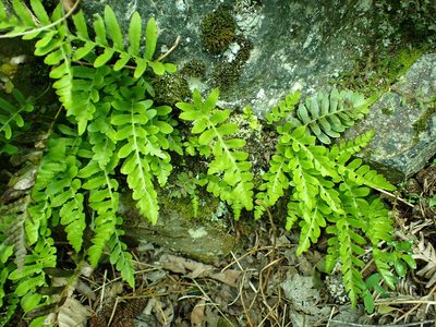 Polypodium amorphum, photographed by James H. Thomas