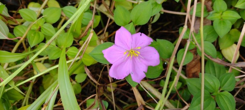 Heterotis rotundifolia, photographed by Dana Lee Ling