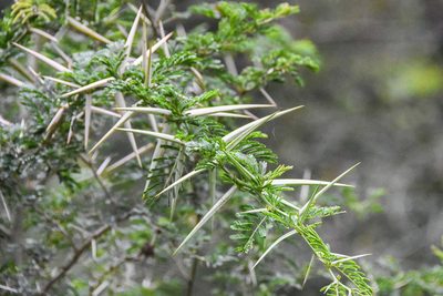Vachellia kosiensis, photographed by Jay Pruett