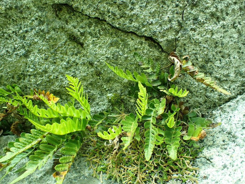 Polypodium amorphum, photographed by James H. Thomas