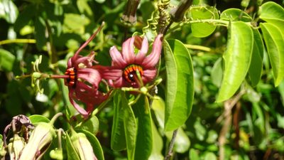 Passiflora cupraea, photographed by myorkhome