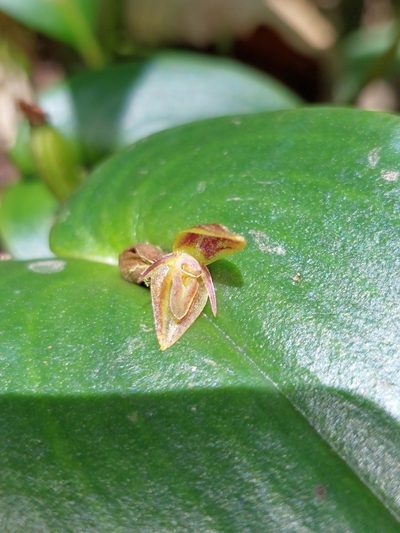 Pleurothallis matudana, photographed by Daniel Mesa