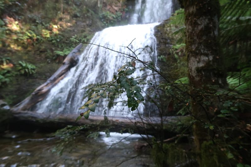 Nothofagus cunninghamii, photographed by Cowirrie