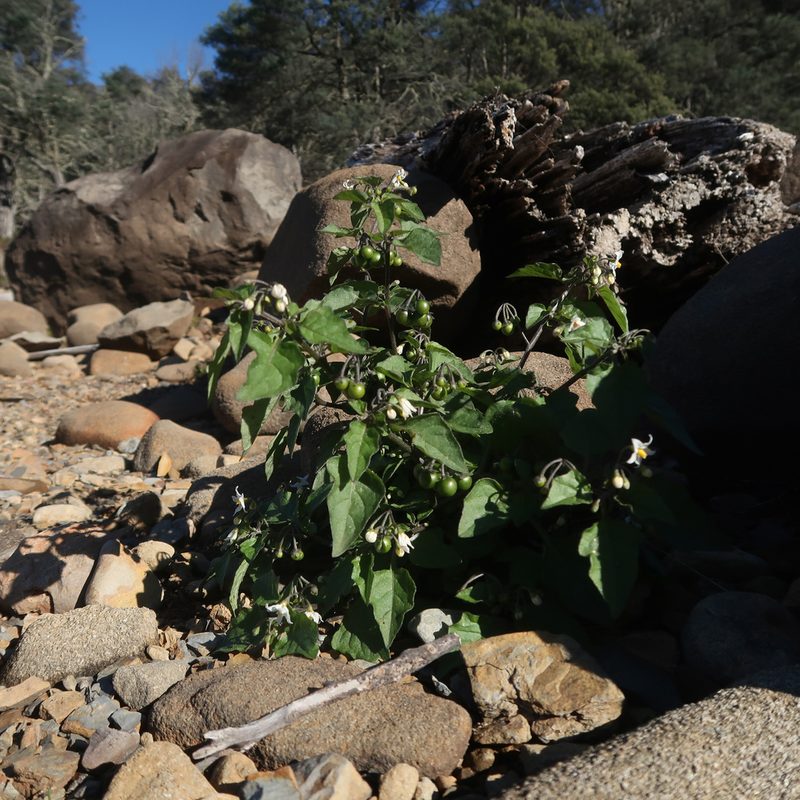 Solanum nigrum, photographed by Cowirrie