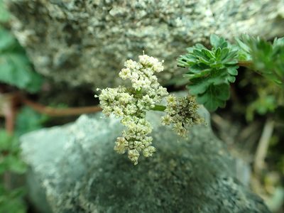 Lomatium martindalei, photographed by James H. Thomas