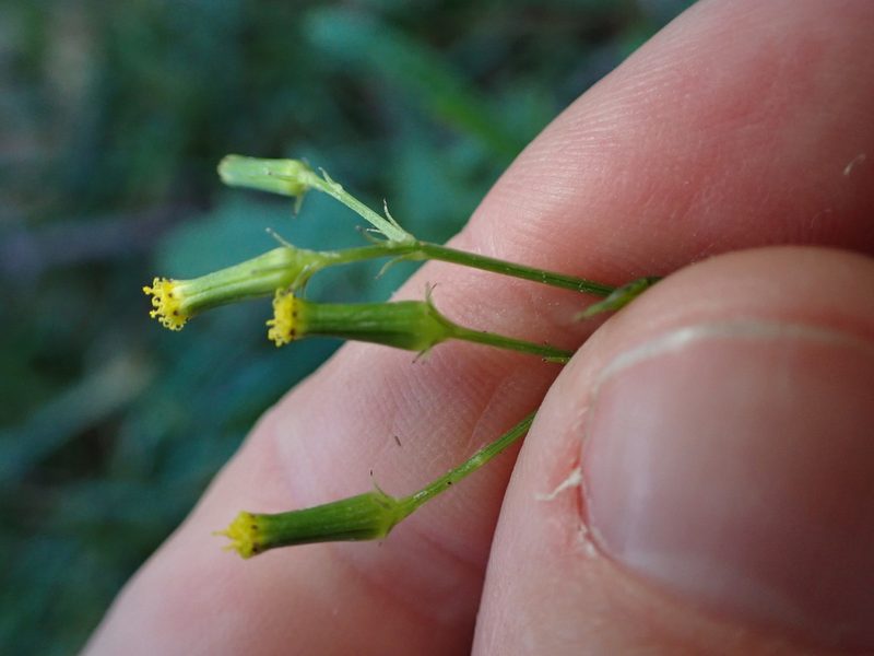 Senecio hispidulus, photographed by Lisa Bennett