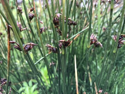 Juncus arcticus, photographed by Jason Grant
