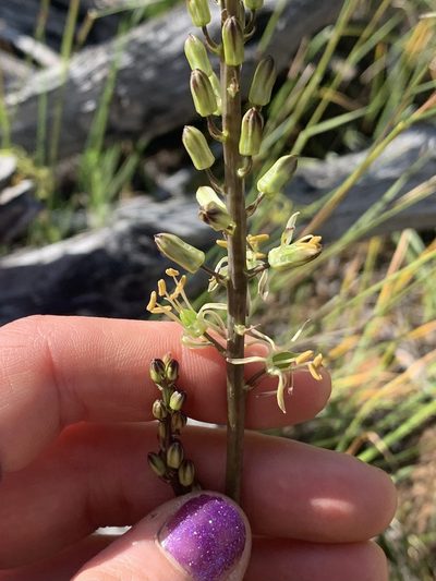 Hastingsia serpentinicola, photographed by Kate Manning