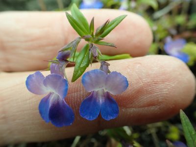 Collinsia grandiflora, photographed by James H. Thomas