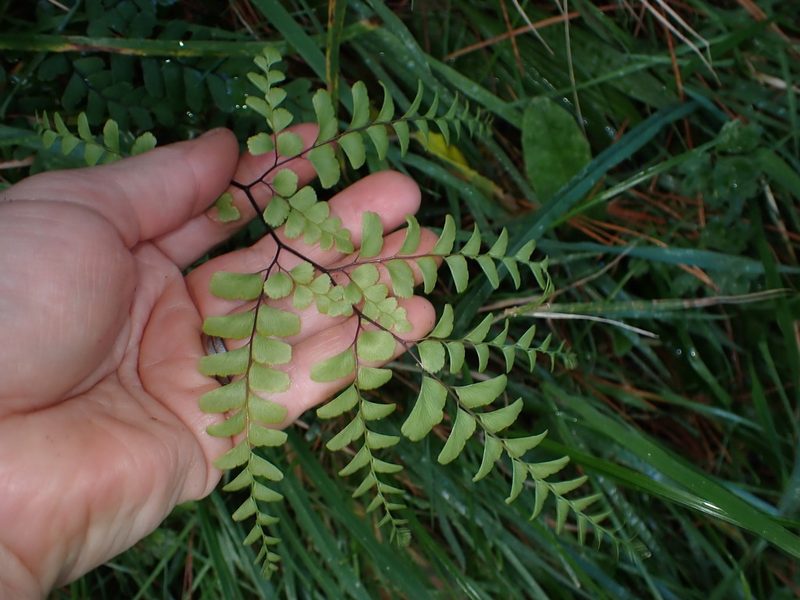 Adiantum cunninghamii, photographed by Lisa Bennett