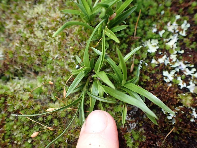 Earina autumnalis, photographed by Lisa Bennett