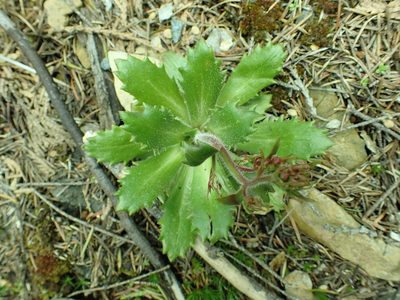 Micranthes ferruginea, photographed by James H. Thomas