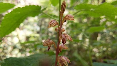Corallorhiza striata