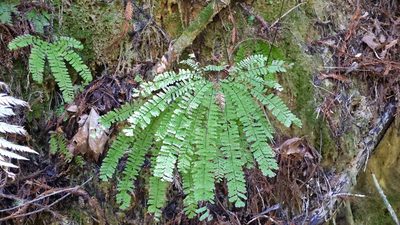 Adiantum aleuticum, photographed by velodrome