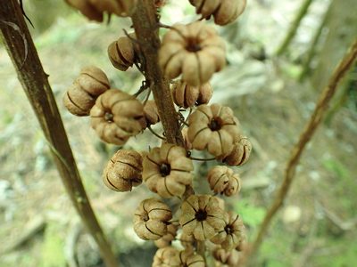 Pterospora andromedea