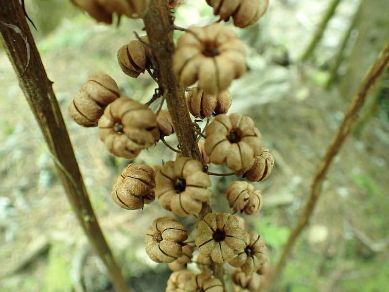 Pterospora andromedea, photographed by James H. Thomas