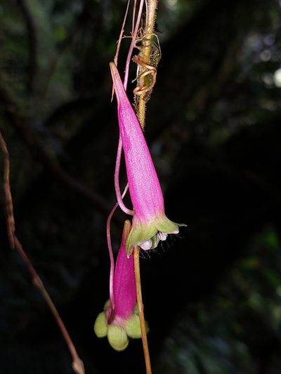 Tropaeolum longifolium, photographed by Daniel Mesa