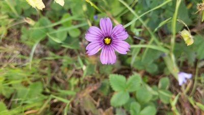 Sisyrinchium bellum, photographed by velodrome