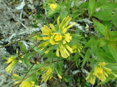 Castilleja hispida, photographed by James H. Thomas