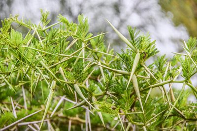 Vachellia kosiensis, photographed by Jay Pruett