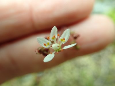 Micranthes ferruginea, photographed by James H. Thomas