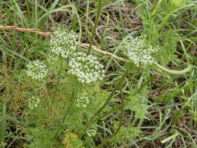 Daucus pusillus, photographed by kcthetc1