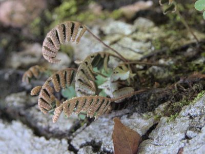 Pleopeltis polypodioides, photographed by fede2cr