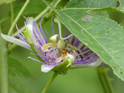 Passiflora incarnata, photographed by kcthetc1