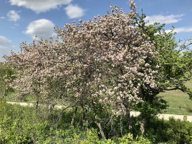 Malus ioensis, photographed by Rose Zappa