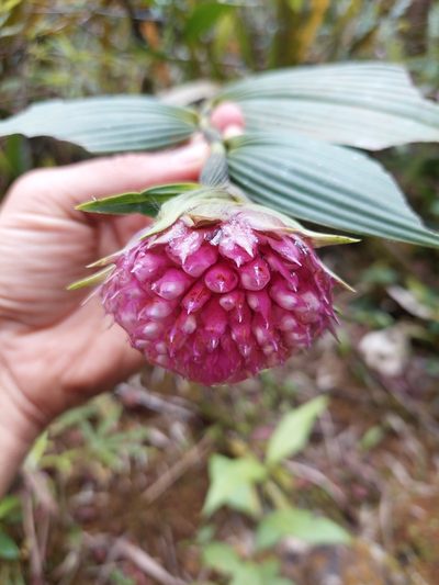 Elleanthus capitatus, photographed by Daniel Mesa