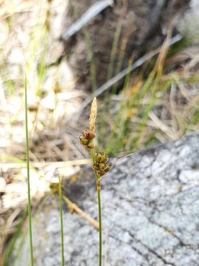 Carex liparocarpos, photographed by hecklemore