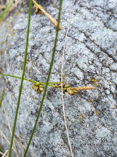 Carex liparocarpos, photographed by hecklemore