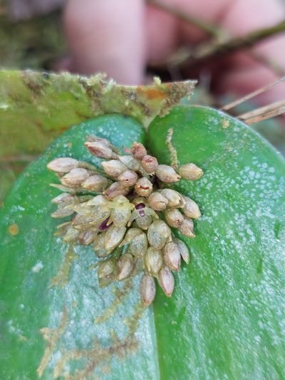 Pleurothallis canaligera, photographed by Daniel Mesa