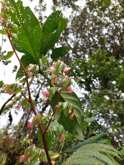 Begonia foliosa, photographed by Daniel Mesa