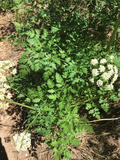 Conioselinum scopulorum, photographed by Carrie Seltzer