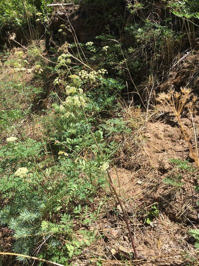 Conioselinum scopulorum, photographed by Carrie Seltzer