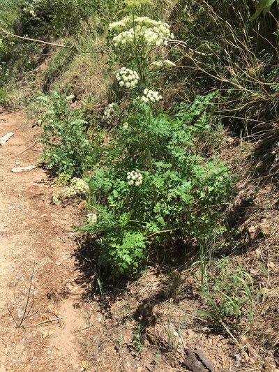 Conioselinum scopulorum, photographed by Carrie Seltzer