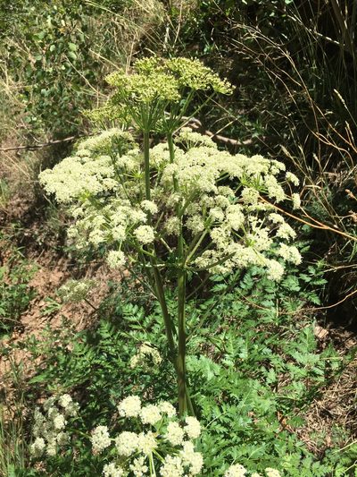 Conioselinum scopulorum, photographed by Carrie Seltzer