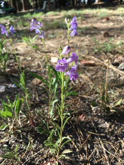 Penstemon pseudoputus, photographed by Carrie Seltzer