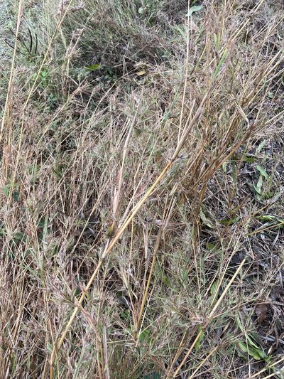 Themeda quadrivalvis, photographed by Bethlea Bell