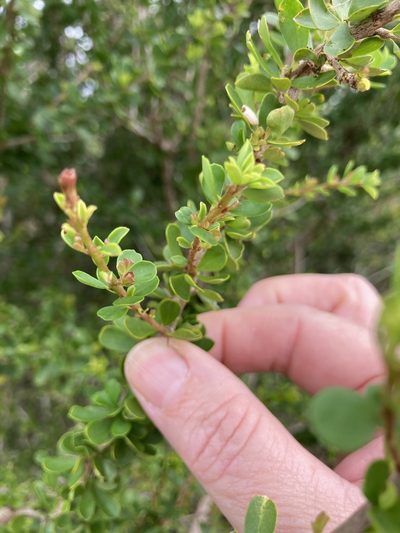 Pittosporum spinescens, photographed by Bethlea Bell