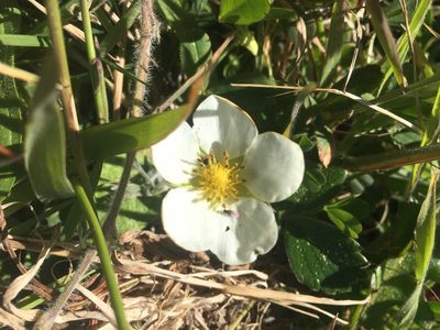 Fragaria chiloensis, photographed by Jacquie Villa Rajerison
